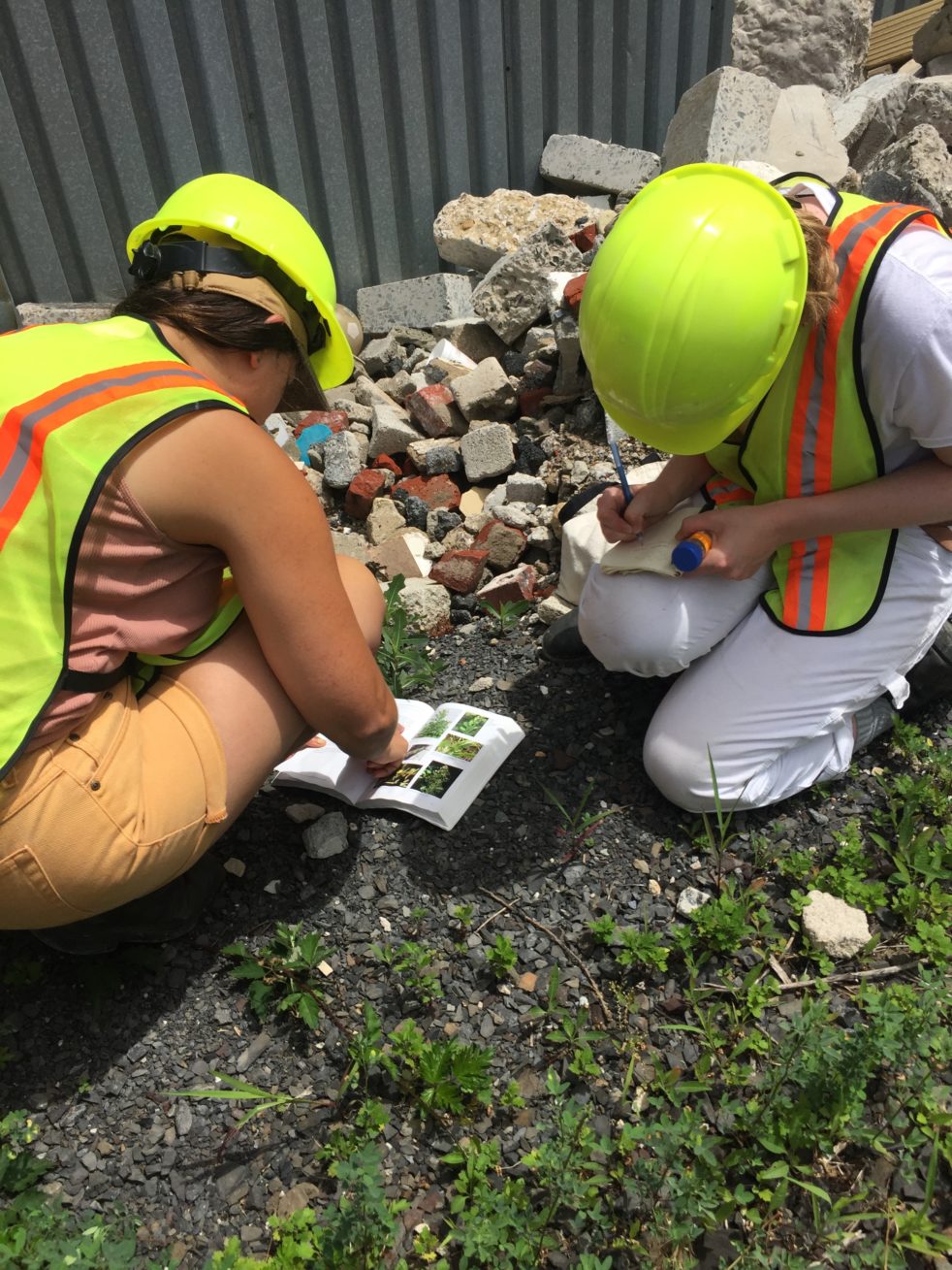 Two people in hard hats, leaning over a pile of rubble with some plants poking through, taking notes.