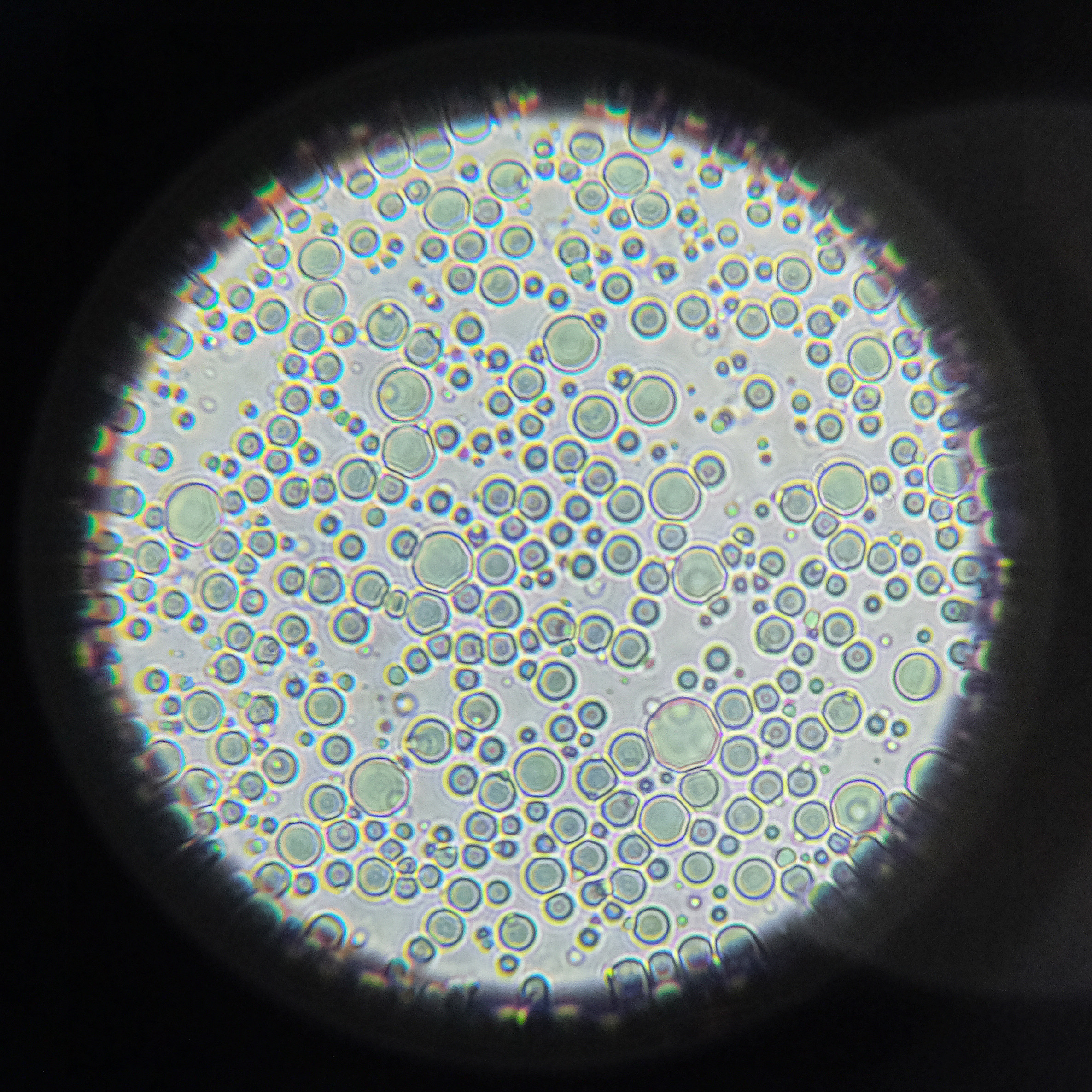 A portrait of the artist's breast milk under a microscope.