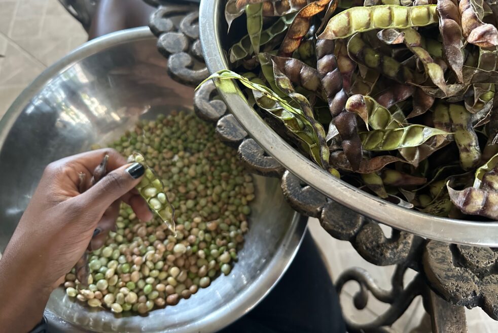 A moment of pause as fresh pigeon peas are being shucked from their sheaths. To the left is an open sheath held in a hand, exposing four peas. Below it, a bowl of peas. At the top right, a bowl of empty pods ready to be disposed of.