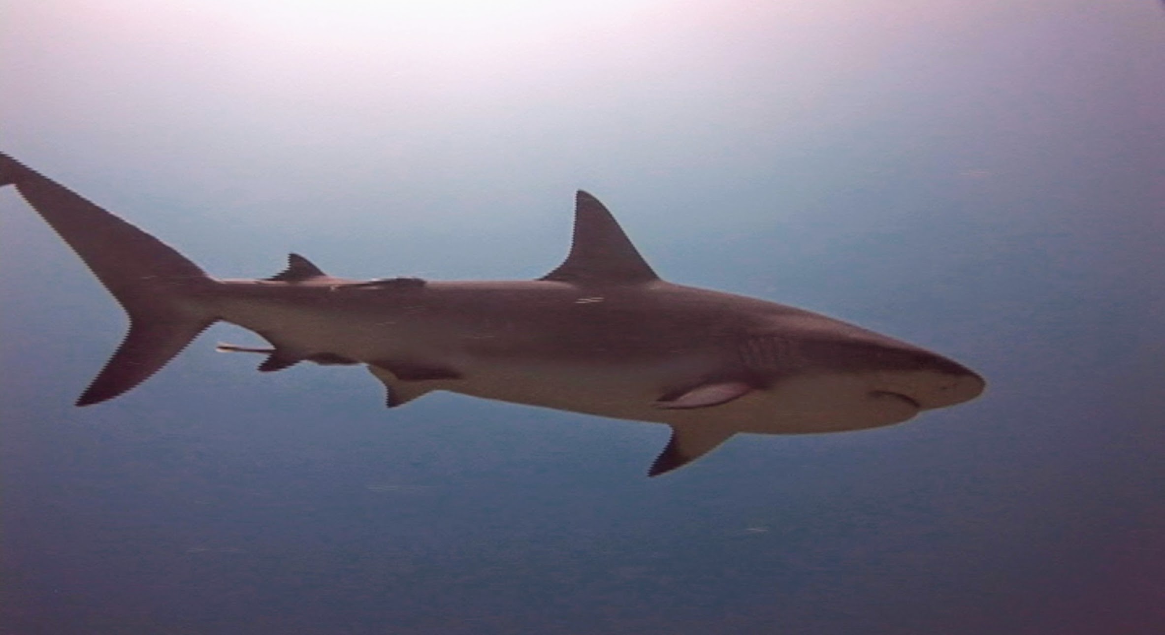 A shark swimming in open water with a blue gradient background