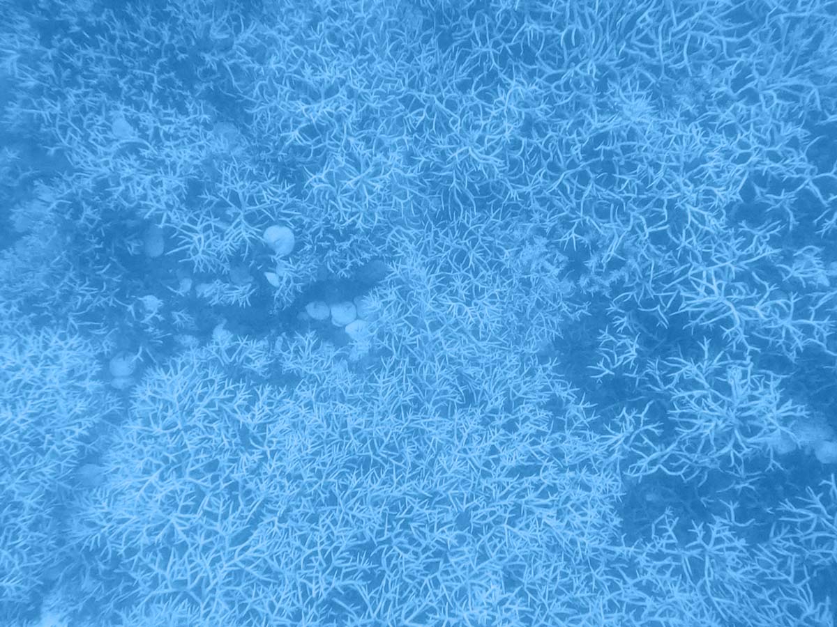 An intricate mix of corals in a dense pattern on the seafloor